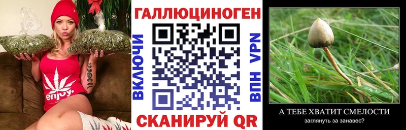 Галлюциногенные грибы Psilocybe Гуково
